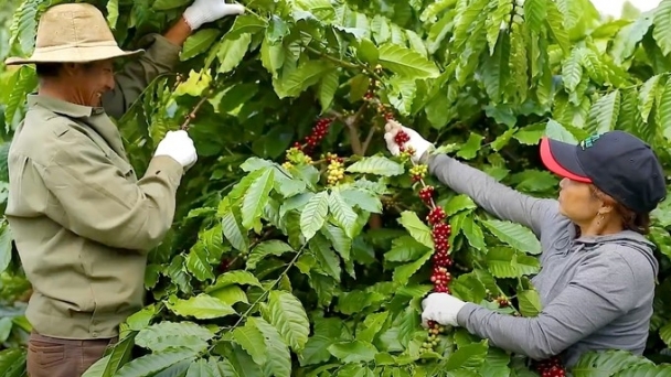 Making sustainable coffee increases income and reduces emissions